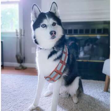 ComfyCamper Utility Belt Dog Halloween Costume Adjustable - X Large Medium Small French Lab Cosplay Christmas 2024, X-Large