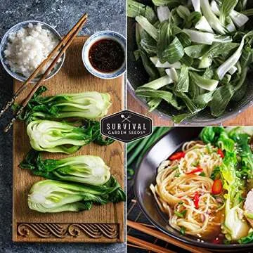 Survival Garden Seeds - Canton White Stem Pak Choi or Bok Choy Seed for Planting - Packet with Instructions to Grow Brassica Rapa Chinensis in Your Home Vegetable Garden - Non-GMO Heirloom Variety