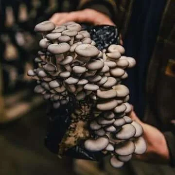 Oyster Mushroom Mini-Farm Kit for Easy Home Growing