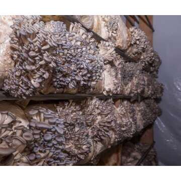 Oyster Mushroom Mini-Farm Kit for Easy Home Growing