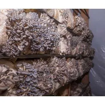 Oyster Mushroom Mini-Farm Kit for Easy Home Growing