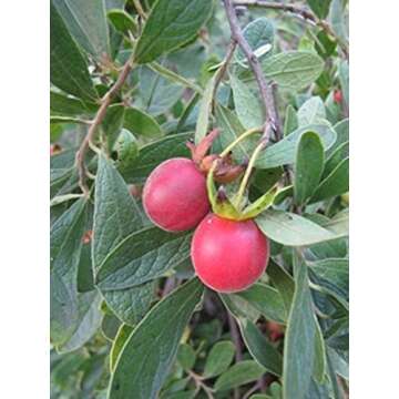 Diospyros Lycioides Bluebush Small Tree / Shrub Tropical Fruit RARE 5 Seeds