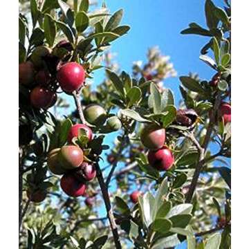 Diospyros Lycioides Bluebush Small Tree / Shrub Tropical Fruit RARE 5 Seeds