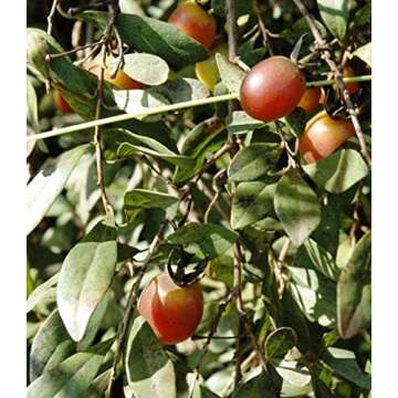 Diospyros Lycioides Bluebush Small Tree / Shrub Tropical Fruit RARE 5 Seeds