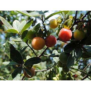 Diospyros Lycioides Bluebush Small Tree / Shrub Tropical Fruit RARE 5 Seeds