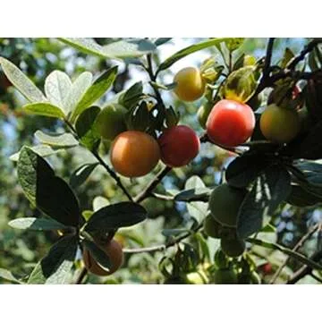 Diospyros Lycioides Bluebush Small Tree / Shrub Tropical Fruit RARE 5 Seeds