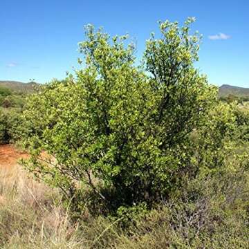 Diospyros Lycioides Bluebush Small Tree / Shrub Tropical Fruit RARE 5 Seeds