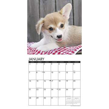 Just Corgi Puppies 2018 Wall Calendar (Dog Breed Calendar)