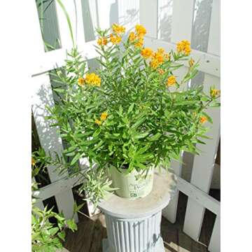 American Beauties Native Plants - Asclepias tuberosa (Butterfly Milkweed) Perennial, orange flowers, 1 - Size Container