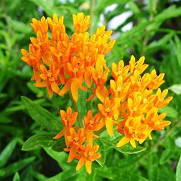 American Beauties Native Plants - Asclepias tuberosa (Butterfly Milkweed) Perennial, orange flowers, 1 - Size Container
