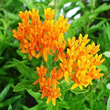 American Beauties Native Plants - Asclepias tuberosa (Butterfly Milkweed) Perennial, orange flowers, 1 - Size Container