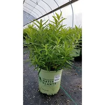 American Beauties Native Plants - Asclepias tuberosa (Butterfly Milkweed) Perennial, orange flowers, 1 - Size Container