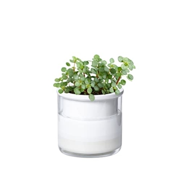Phoenix Vine 4 Inch Self Watering Planter Pot, Design White Terracotta Pots for Plants, Indoor Cylin...
