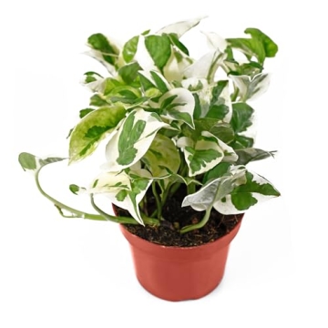 California Tropicals Pothos 'N Joy - 4" Live Plant with Stunning Variegated Leaves for Easy Care and...