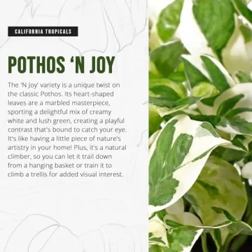 California Tropicals Pothos 'N Joy Live Plant with Variegated Leaves