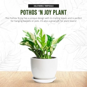 California Tropicals Pothos 'N Joy Live Plant with Variegated Leaves