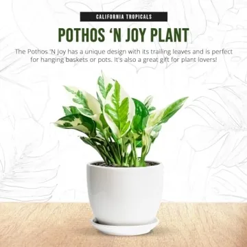 California Tropicals Pothos 'N Joy Live Plant with Variegated Leaves