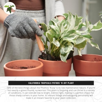 California Tropicals Pothos 'N Joy Live Plant with Variegated Leaves