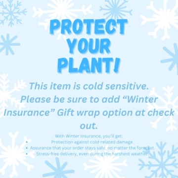 California Tropicals Pothos 'N Joy Live Plant with Variegated Leaves