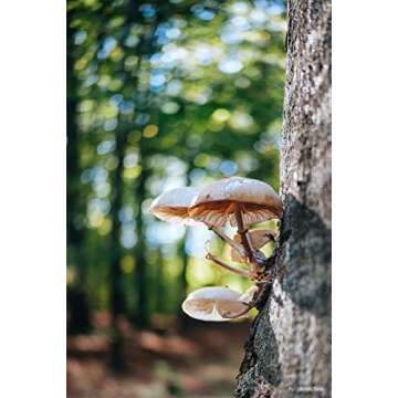 TTArtisan AF 27mm F2.8 XF Auto Focus APS-C Camera Lens Compatible with Fuji X-Mount Cameras XS10 X-A...