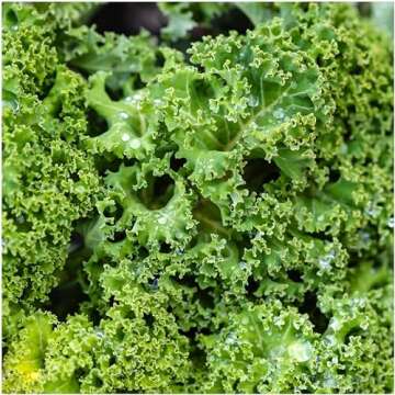 Vates Blue Scotch Curled Kale Seeds - Non-GMO Heirloom Variety