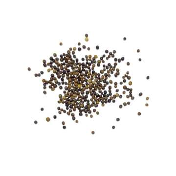 Vates Blue Scotch Curled Kale Seeds - Non-GMO Heirloom Variety