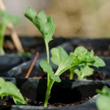 Vates Blue Scotch Curled Kale Seeds - Non-GMO Heirloom Variety