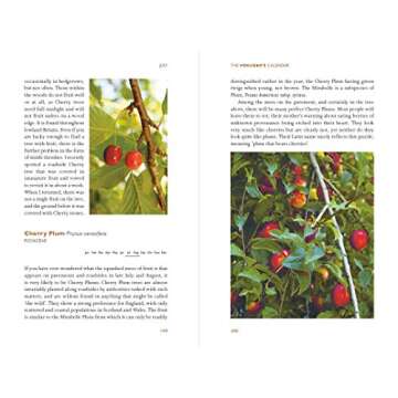 Foragers Calendar: Your Guide to Seasonal Wild Foods & Edibles