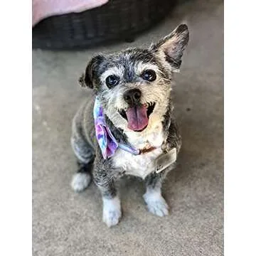 Elegant little tail Dog Collar with Bow, Soft&Comfy Bowtie Dog Collar, Adjustable Pet Gift Collars for Small Medium Large Dogs