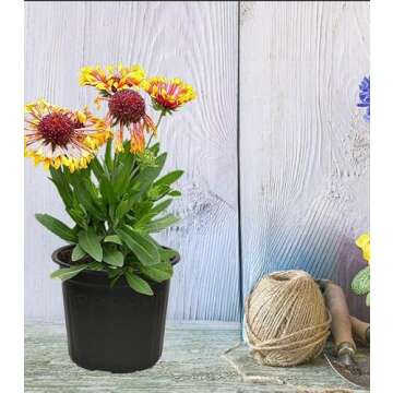 Niiiice 60-Pack Flexible Plastic Plant Pots for Easy Gardening