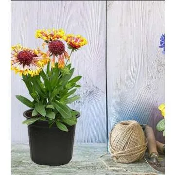 Niiiice 60-Pack Flexible Plastic Plant Pots for Easy Gardening