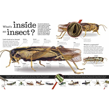 Bug Themed Book for Kids Aged 6-8: Fun Facts & Games