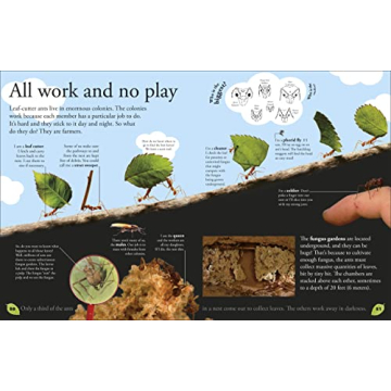 Bug Themed Book for Kids Aged 6-8: Fun Facts & Games