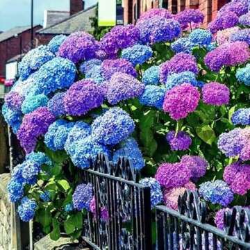 25pcs Blue Pink Purple Hydrangea - Beautiful and Hardy Perennial Flowers