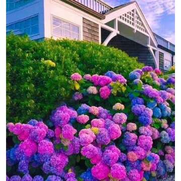 25 Seed Pack of Beautiful Blue and Pink Hydrangea