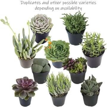 Altman Plants, Succulent Fairy Garden Kit (4 Pack), Live Succulents Plants Live Houseplants, Fairy Garden Accessories Terrarium Plants, Indoor Plants Live Plants Indoor House Plants, Succulent Plants