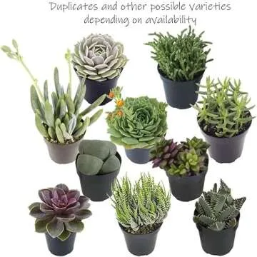Altman Plants, Succulent Fairy Garden Kit (4 Pack), Live Succulents Plants Live Houseplants, Fairy Garden Accessories Terrarium Plants, Indoor Plants Live Plants Indoor House Plants, Succulent Plants