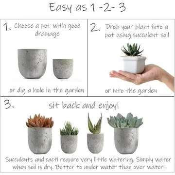 Altman Plants, Succulent Fairy Garden Kit (4 Pack), Live Succulents Plants Live Houseplants, Fairy Garden Accessories Terrarium Plants, Indoor Plants Live Plants Indoor House Plants, Succulent Plants