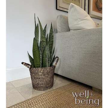 Sansevieria Zeylanica Snake Plant - Easy Care Indoor Beauty