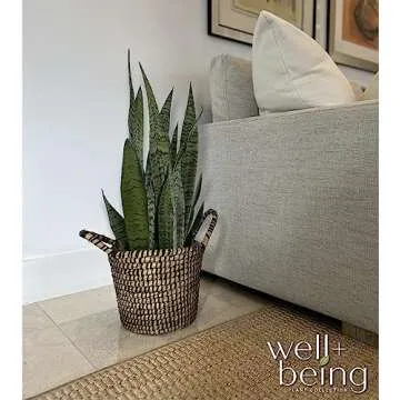 Sansevieria Zeylanica Snake Plant - Easy Care Indoor Beauty