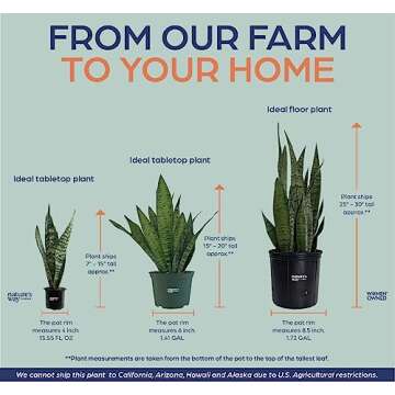 Sansevieria Zeylanica Snake Plant - Easy Care Indoor Beauty
