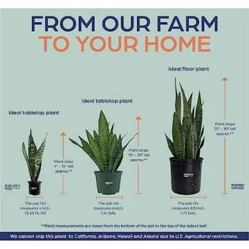 Sansevieria Zeylanica Snake Plant - Easy Care Indoor Beauty