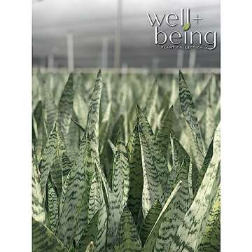 Sansevieria Zeylanica Snake Plant - Easy Care Indoor Beauty