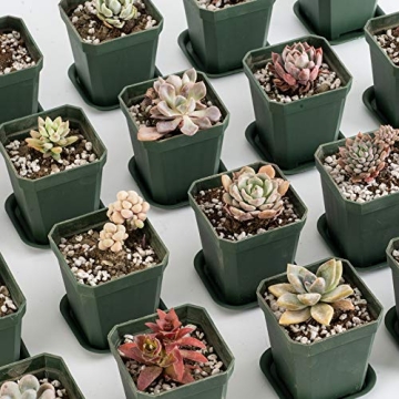 foxany 3" Plants Nursery Pot, 30 Pcs Thick Plastic Square Planting Pots, Plant Seedling Pots, Seed Starting Pots with 30 Saucers - Black-Green