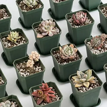 foxany 3" Plants Nursery Pot, 30 Pcs Thick Plastic Square Planting Pots, Plant Seedling Pots, Seed Starting Pots with 30 Saucers - Black-Green