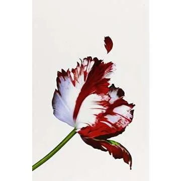 The Twilight Saga White Collection