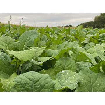 Domain Outdoor Show Stopper Food Plot Seed, 1/2 Acre, High Protein Forages with High Energy Tap Root...