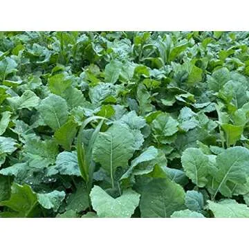 Domain Outdoor Show Stopper Food Plot Seed, 1/2 Acre, High Protein Forages with High Energy Tap Roots, Superior Re-Growth Potential, Easy to Plant, Fast Germination, Carefully Selected Plant Varieties