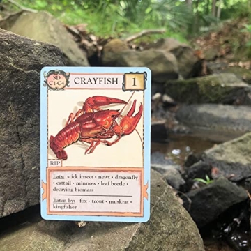 Montrose Biology Ecologies Card Game for All Ages