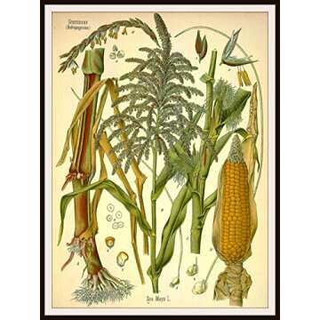 Vintage Art Print Wall Decor "Botanical Corn Vintage Ephemera" 8 x 10, Reproduction Unframed